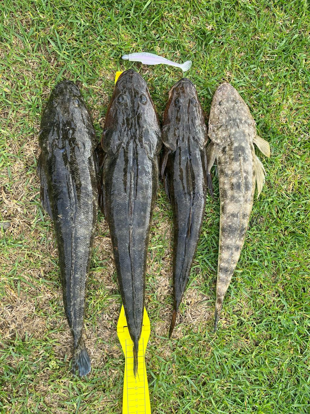 FTP BLAZE PADDLE TAIL SOFT PLASTIC - OPAL - Flicking The Plastics