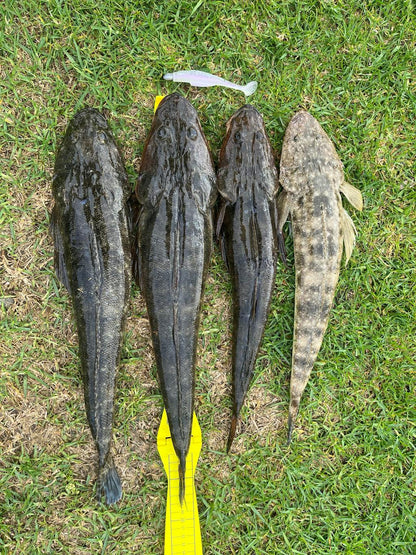 FTP BLAZE PADDLE TAIL SOFT PLASTIC - OPAL - Flicking The Plastics