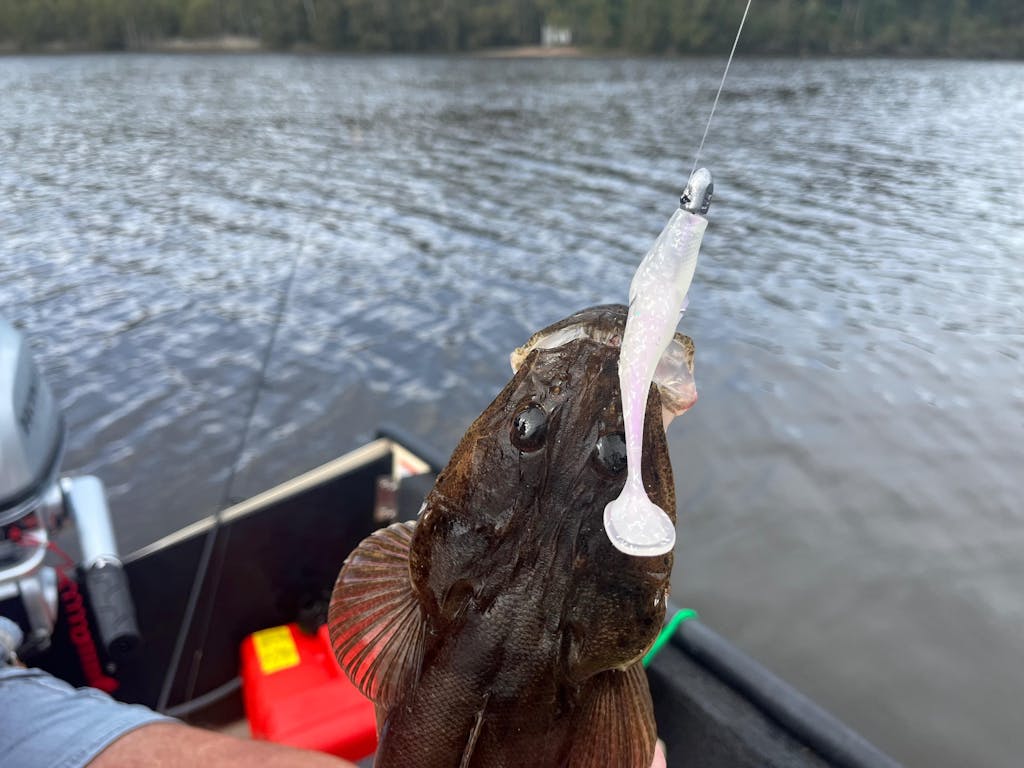 FTP BLAZE PADDLE TAIL SOFT PLASTIC - OPAL - Flicking The Plastics