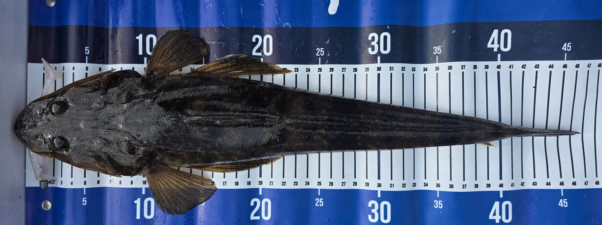 FTP BLAZE PADDLE TAIL SOFT PLASTIC - REAPER - Flicking The Plastics