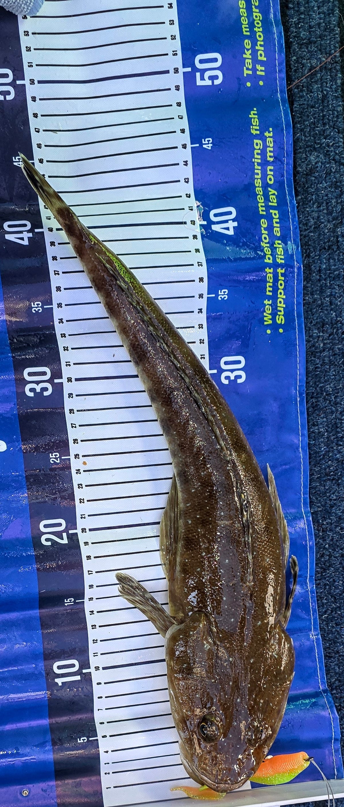 FTP CHIEF CURL TAIL GRUB - LIME GREEN - Flicking The Plastics