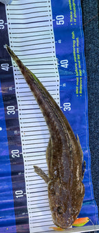 FTP CHIEF CURL TAIL GRUB - LIME GREEN - Flicking The Plastics