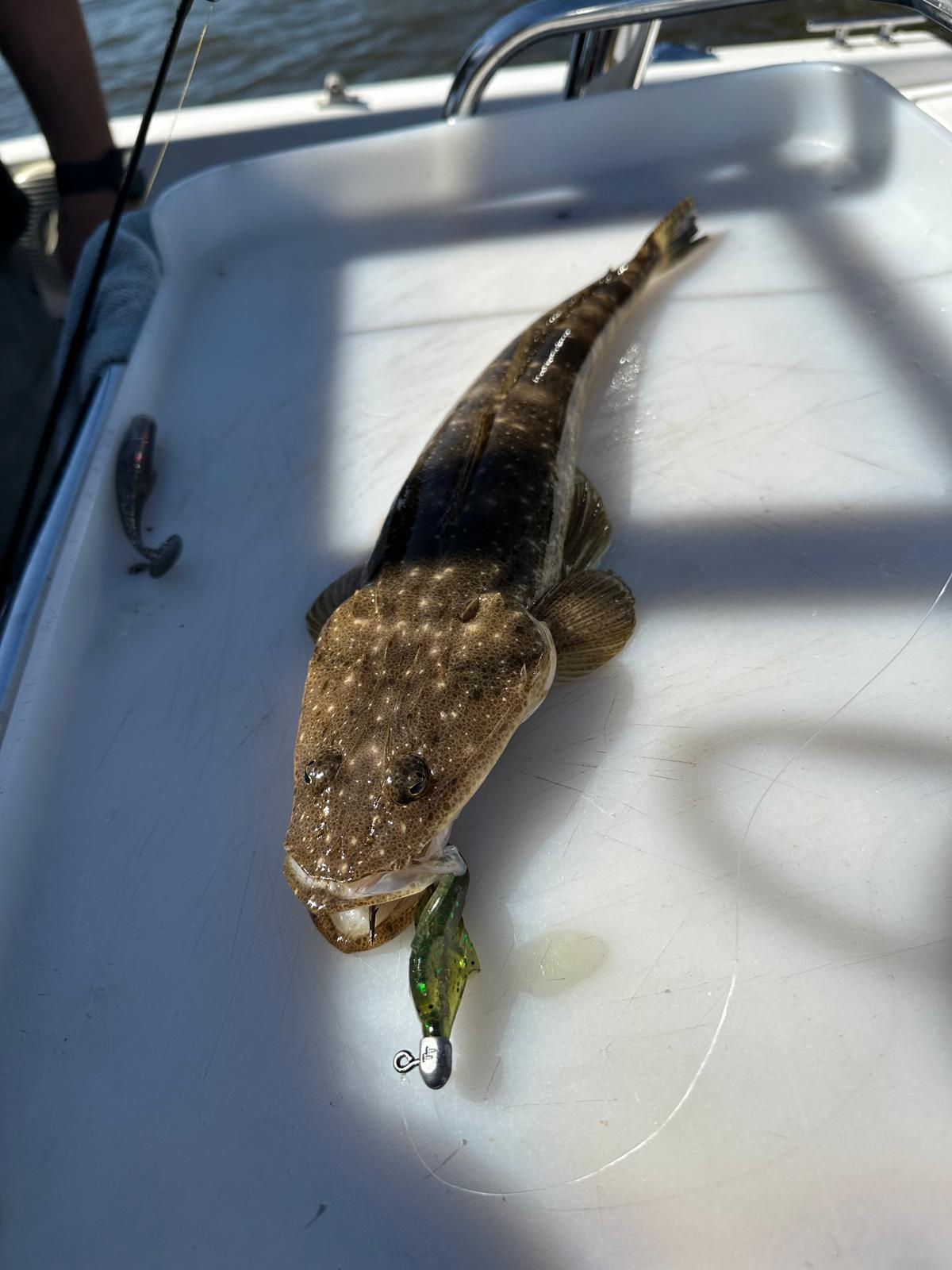 FTP DOMINATOR FLATTY - MOSS - Flicking The Plastics