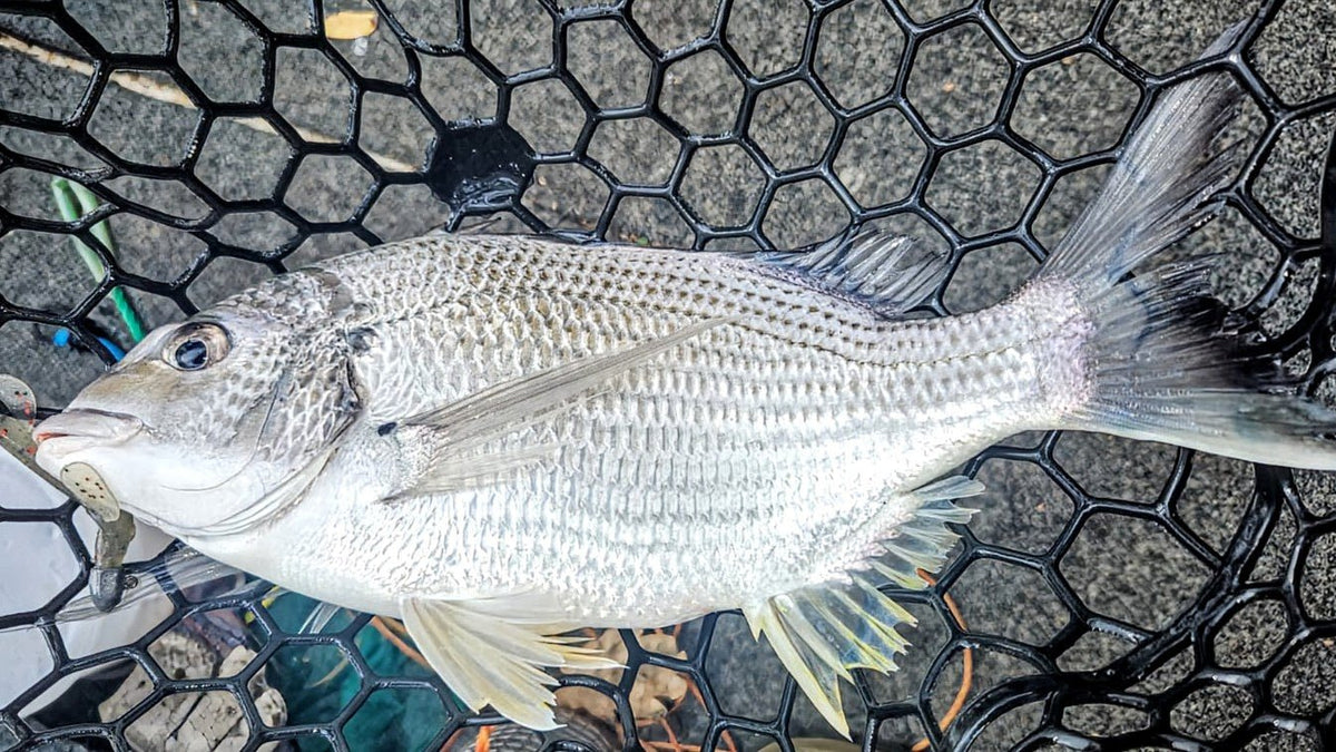 FTP DOMINATOR FLATTY - MOSS - Flicking The Plastics