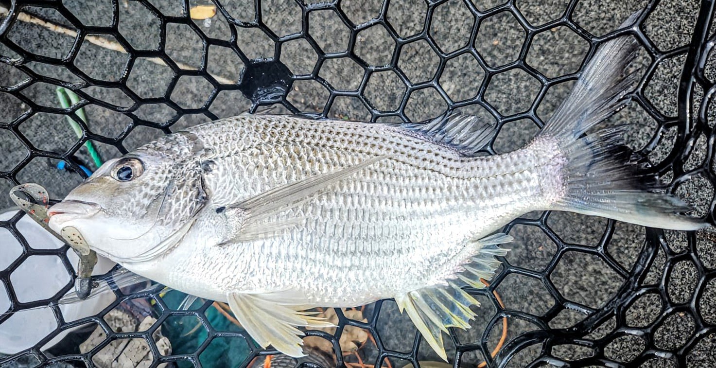 FTP DOMINATOR FLATTY - MOSS - Flicking The Plastics