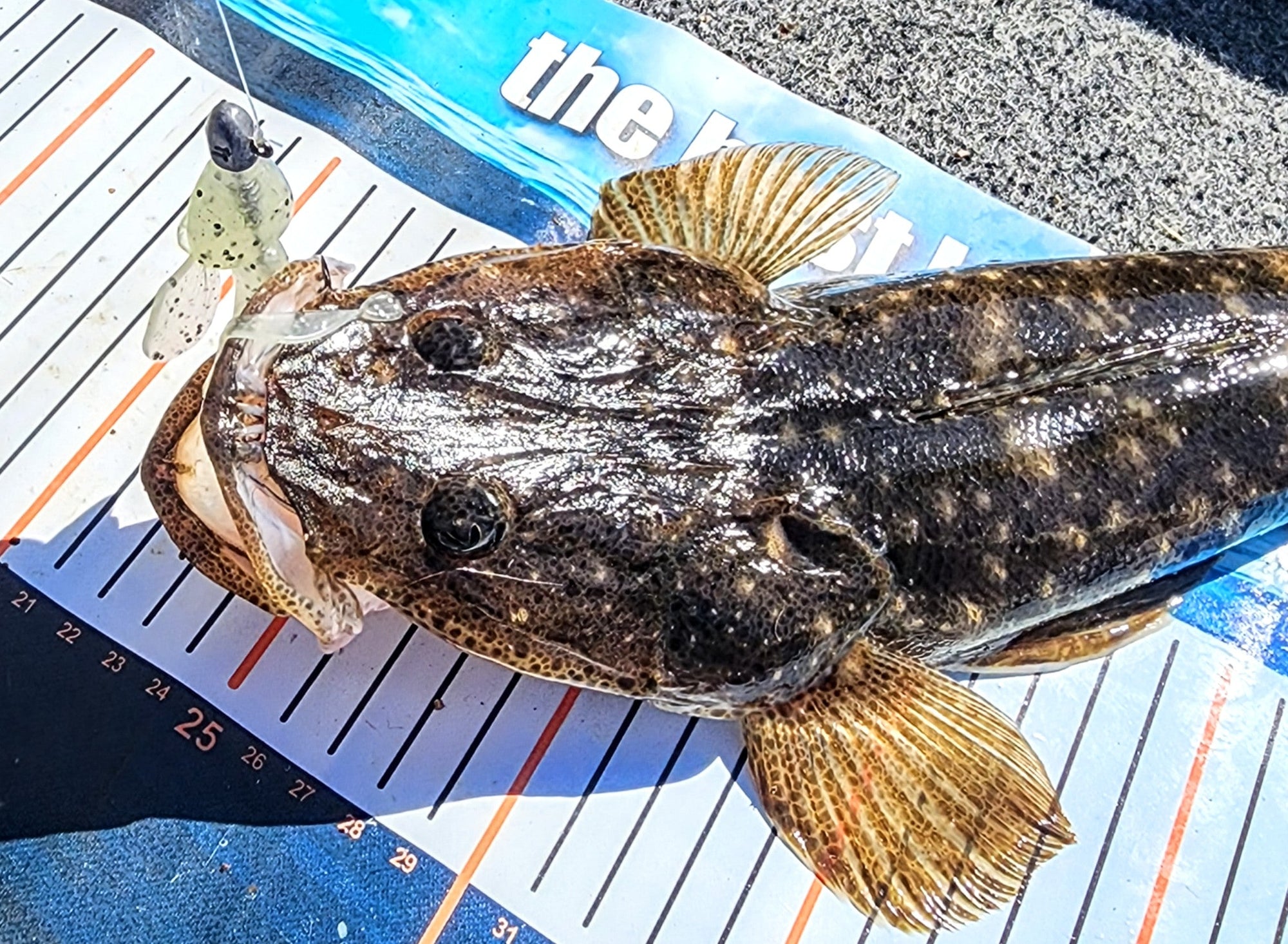 FTP DOMINATOR FLATTY - MOSS - Flicking The Plastics