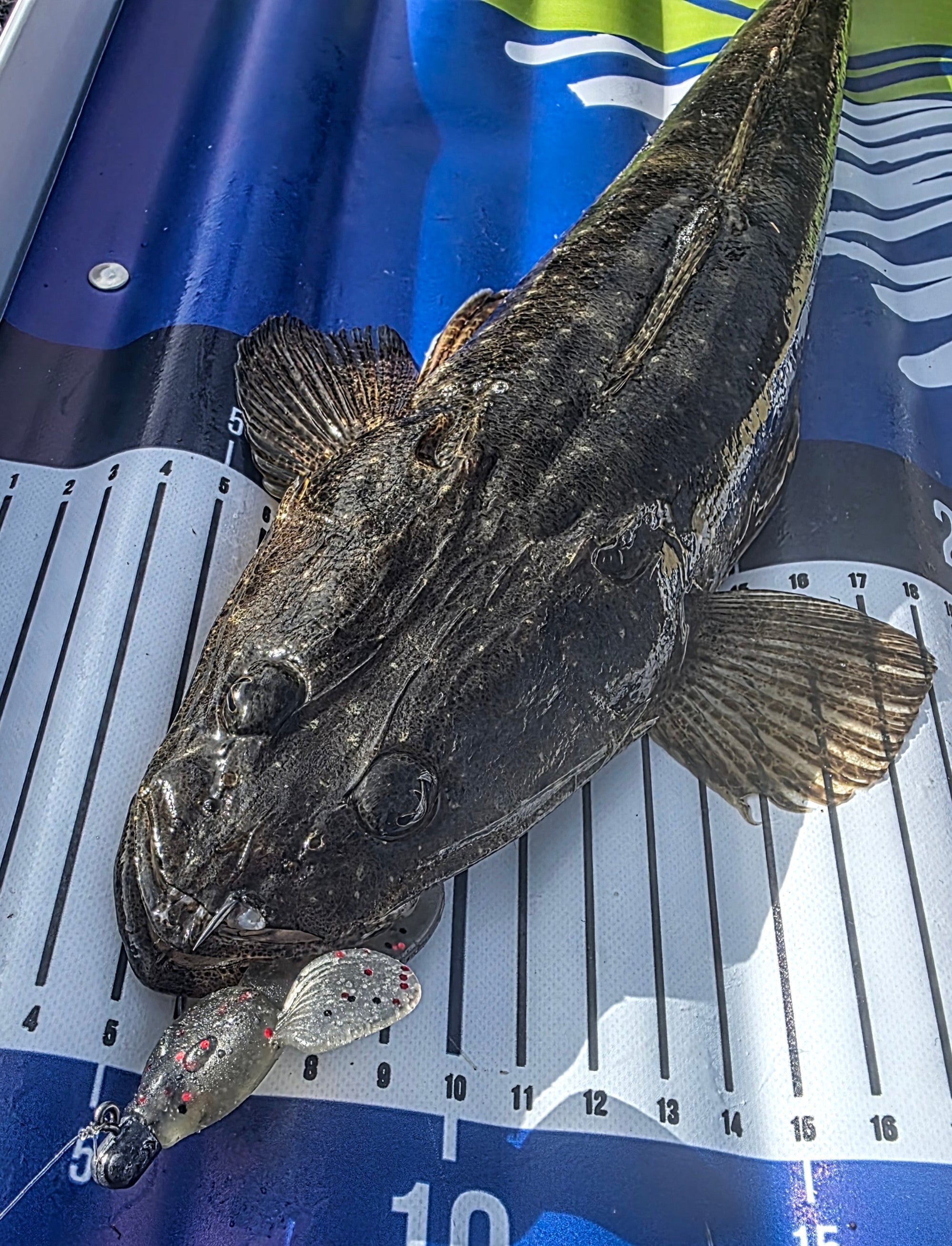 FTP DOMINATOR FLATTY - MOSS - Flicking The Plastics