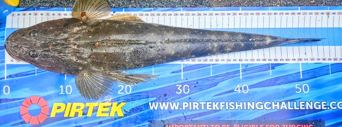 FTP DOMINATOR FLATTY - MOSS - Flicking The Plastics