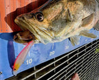 FTP Slayer Minnow Bundle Pack - Ultimate Slayer Edition - Flicking The Plastics