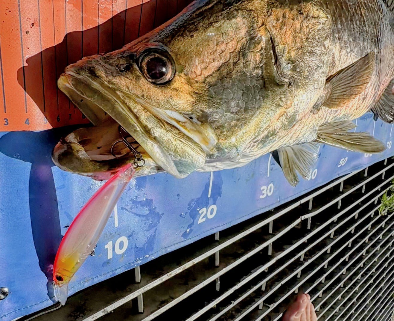 FTP Slayer Minnow Bundle Pack - Ultimate Slayer Edition - Flicking The Plastics
