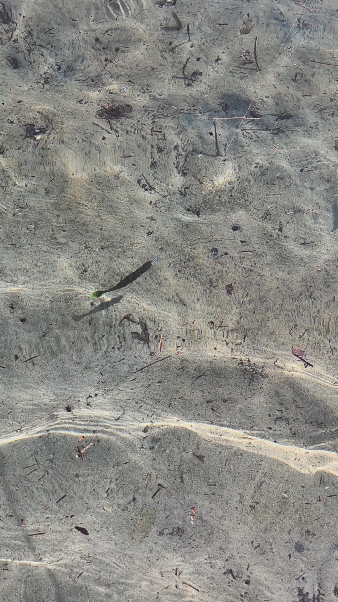 FTP STRIKER SOFT PLASTIC PADDLE TAIL - FLURO